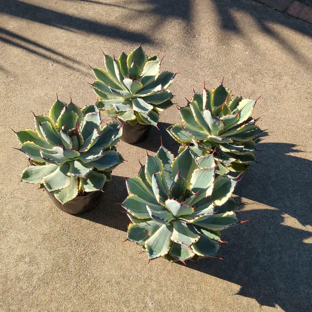 ☆特価☆　アガベ　吉翔冠錦　4株セット　優秀株　大株　班入り　抜き苗　チタノタ