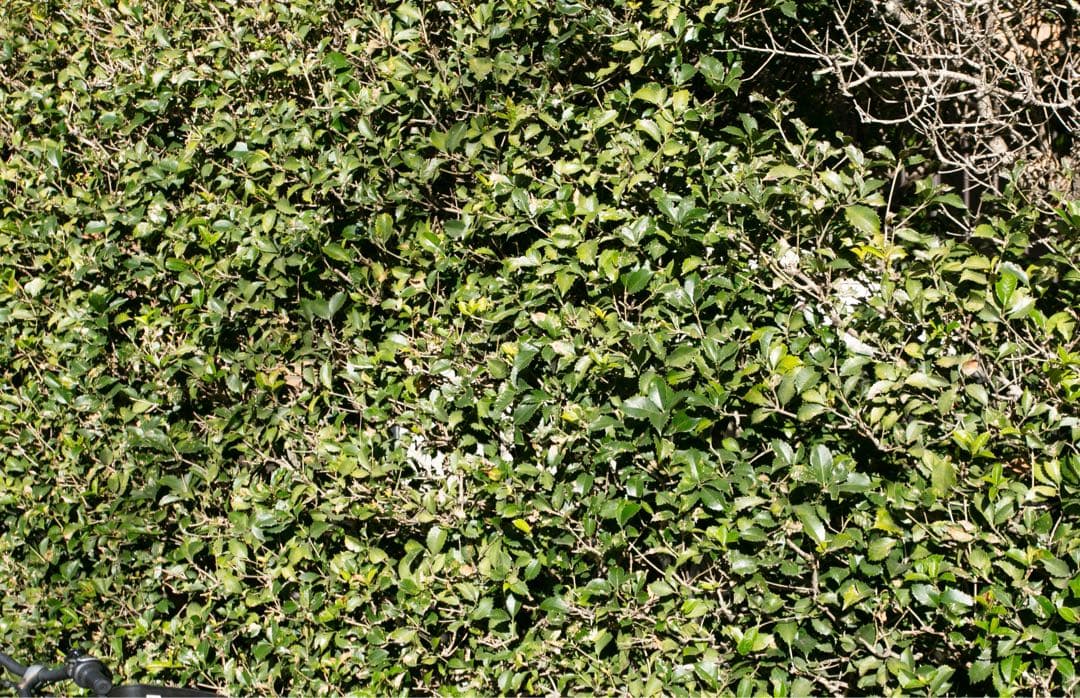 Canon EF 17-40mm f/4L USM レンズ