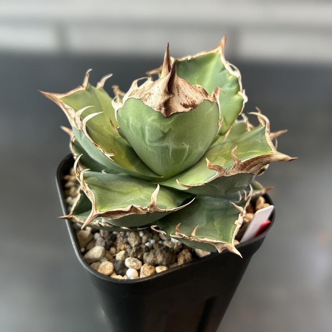 きしんざだーくねす様用　白犀牛