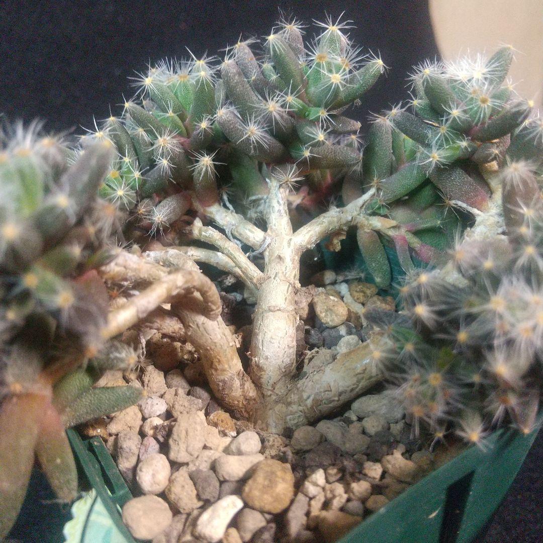 多肉植物 紫晃星(トリコディアデマ デンサム） 抜き苗 - メルカリ