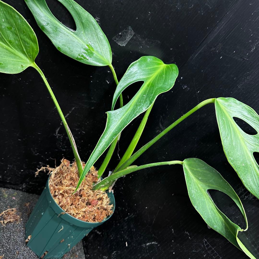 u*7様 モンステラデリシオーサバールマルクスフレーム4号鉢植え大株美株レア