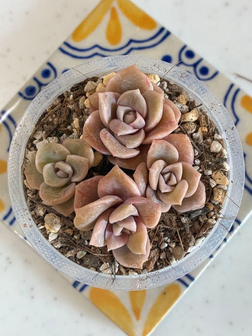 ラブリーローズ錦＊赤斑a抜き苗 - メルカリ