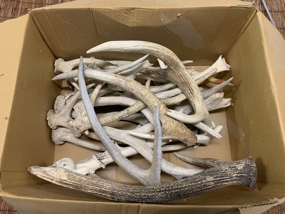 9kg 20本 鹿の角　エゾシカ　角 端材　アクセサリー　パーツ素材