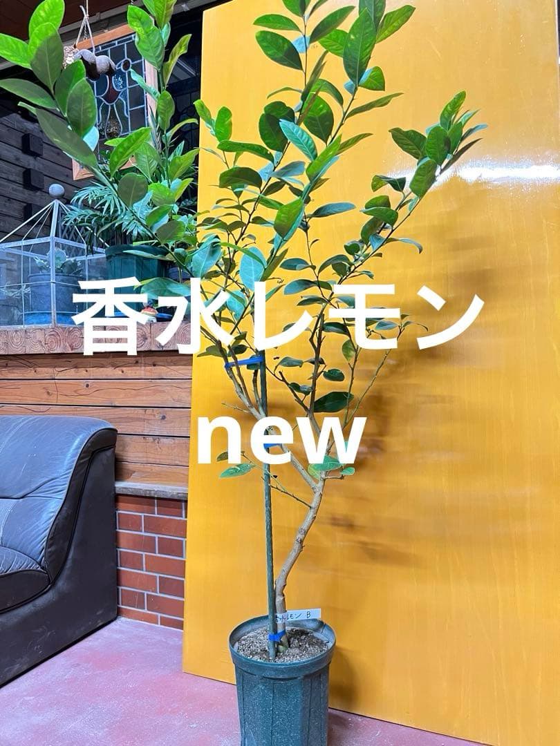 バーベナ バンプトン 実生苗 抜き苗 宿根草 毎年咲く花