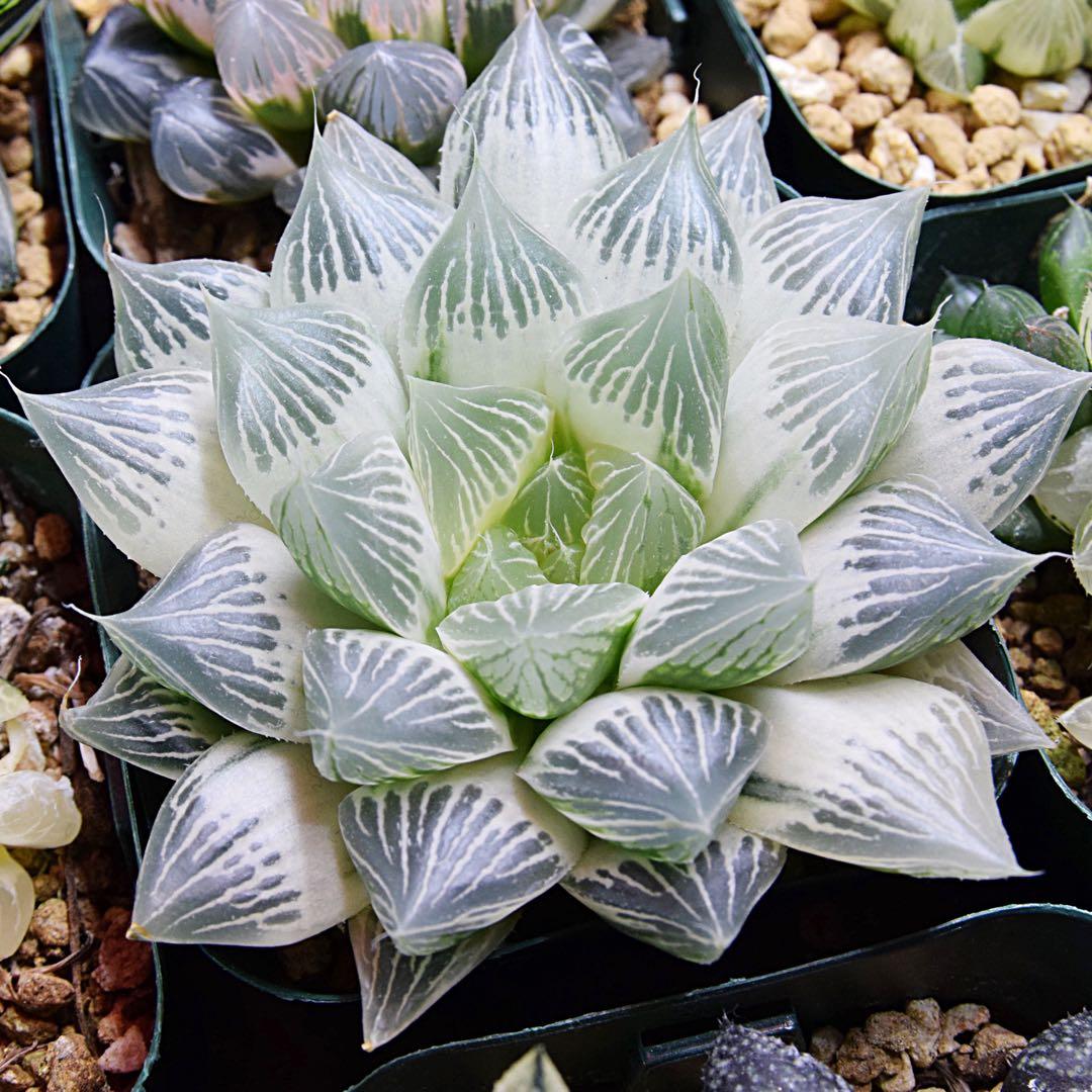 ハオルチア 白蛇伝 - メルカリ