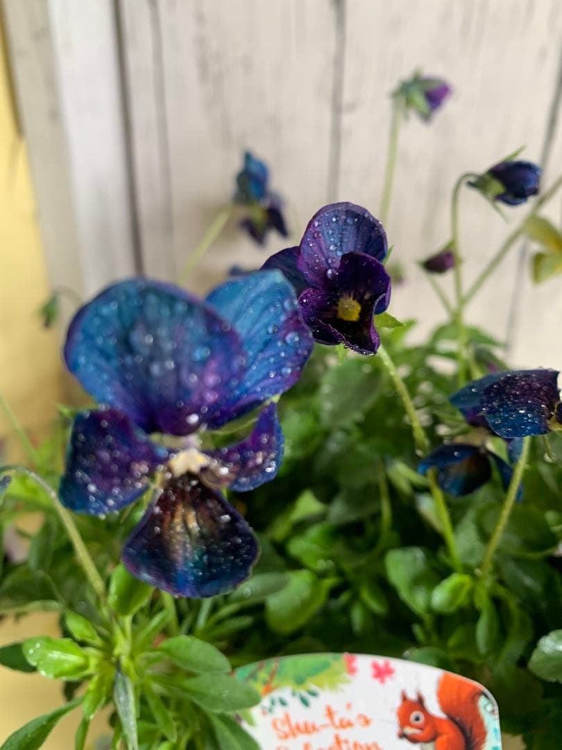 M*I様 パルプンテ 1苗 すみれ図鑑 1苗 shuta´s selection