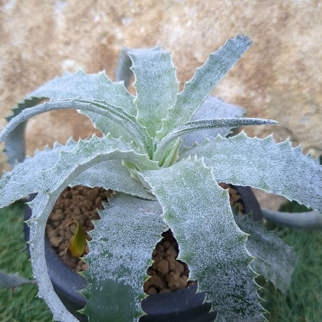 Hechtia lanata ヘクチア ラナータ 実生株 - メルカリ