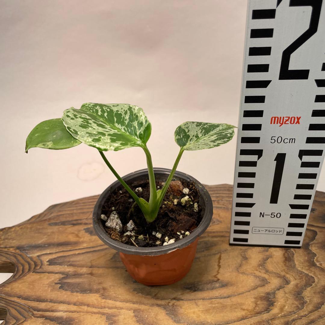 a 20品種保証！斑入り保証！Bulbasaurモンステラ バルバソーフシギダネ