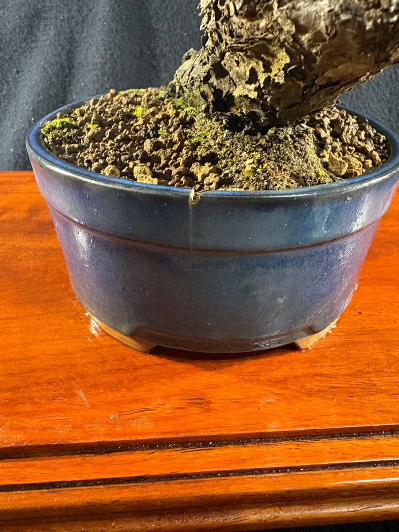 貴風盆栽、黒松、模様木(古木) やや傷や汚れあり