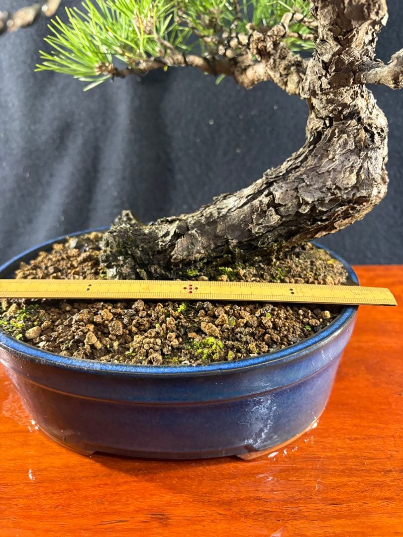 貴風盆栽、黒松、模様木(古木) やや傷や汚れあり