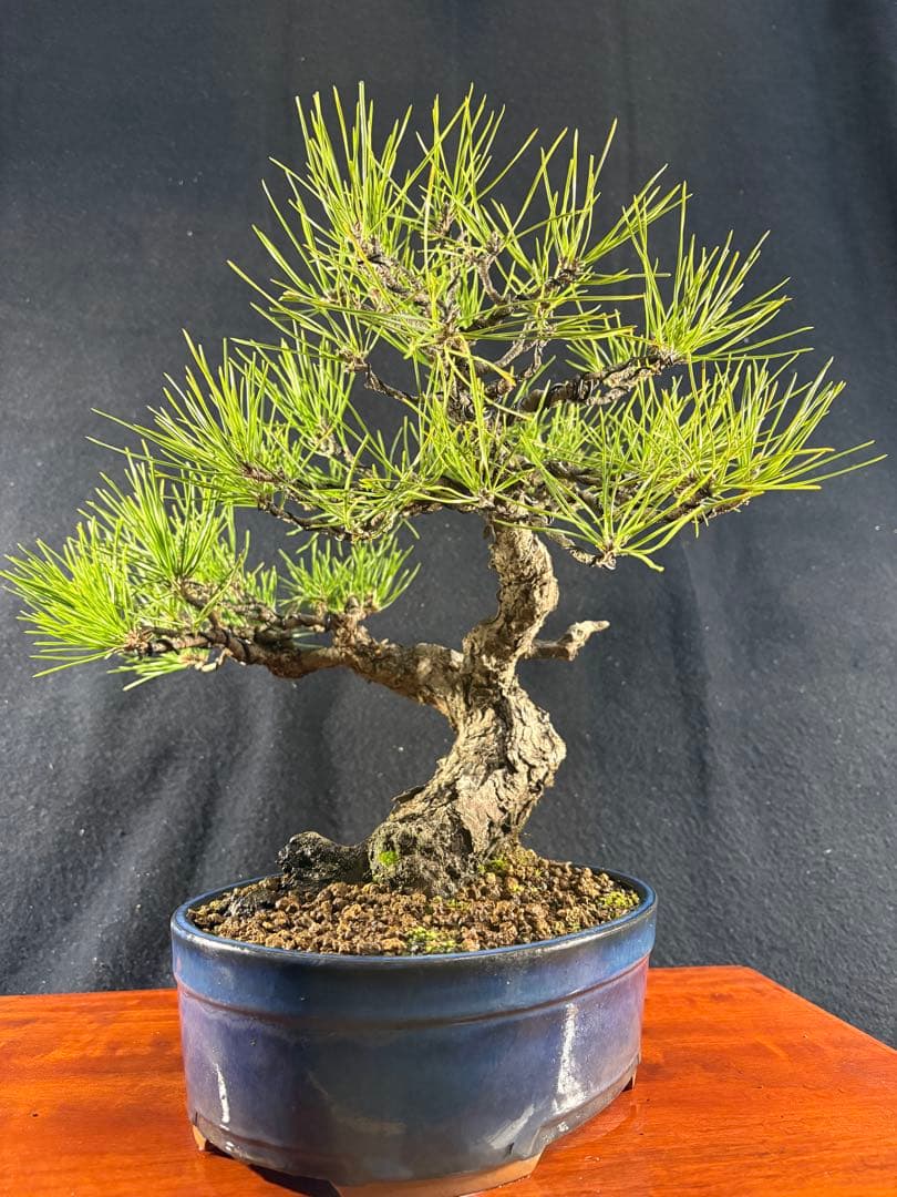 貴風盆栽、黒松、模様木(古木) やや傷や汚れあり