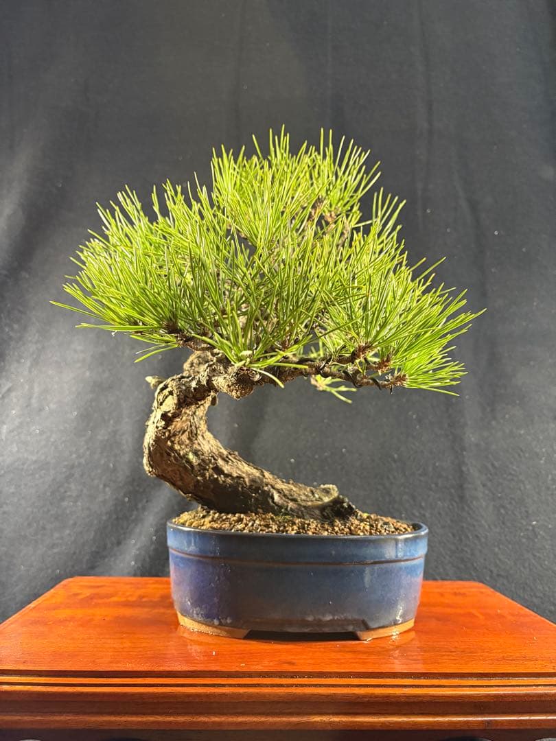 貴風盆栽、黒松、模様木(古木) やや傷や汚れあり