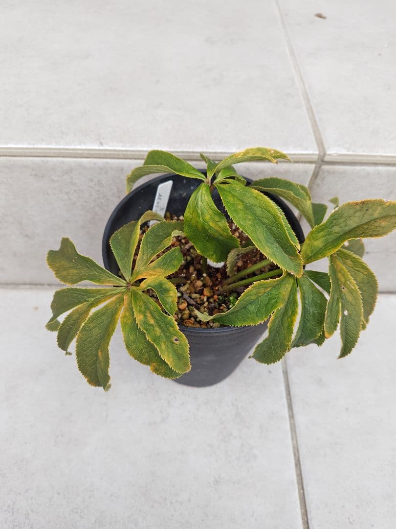 よ*ん様 クリスマスローズ 大木ナーセリー SSオーレア系グリーン玉 株分け