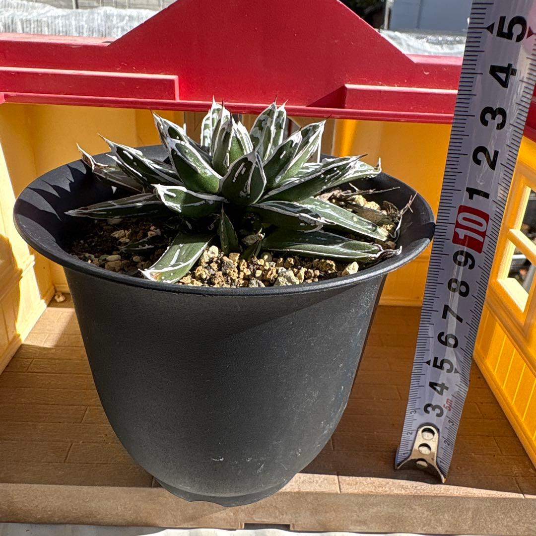 テ*ラ様 姫笹の雪　抜き苗　アガベ　株元に子株有