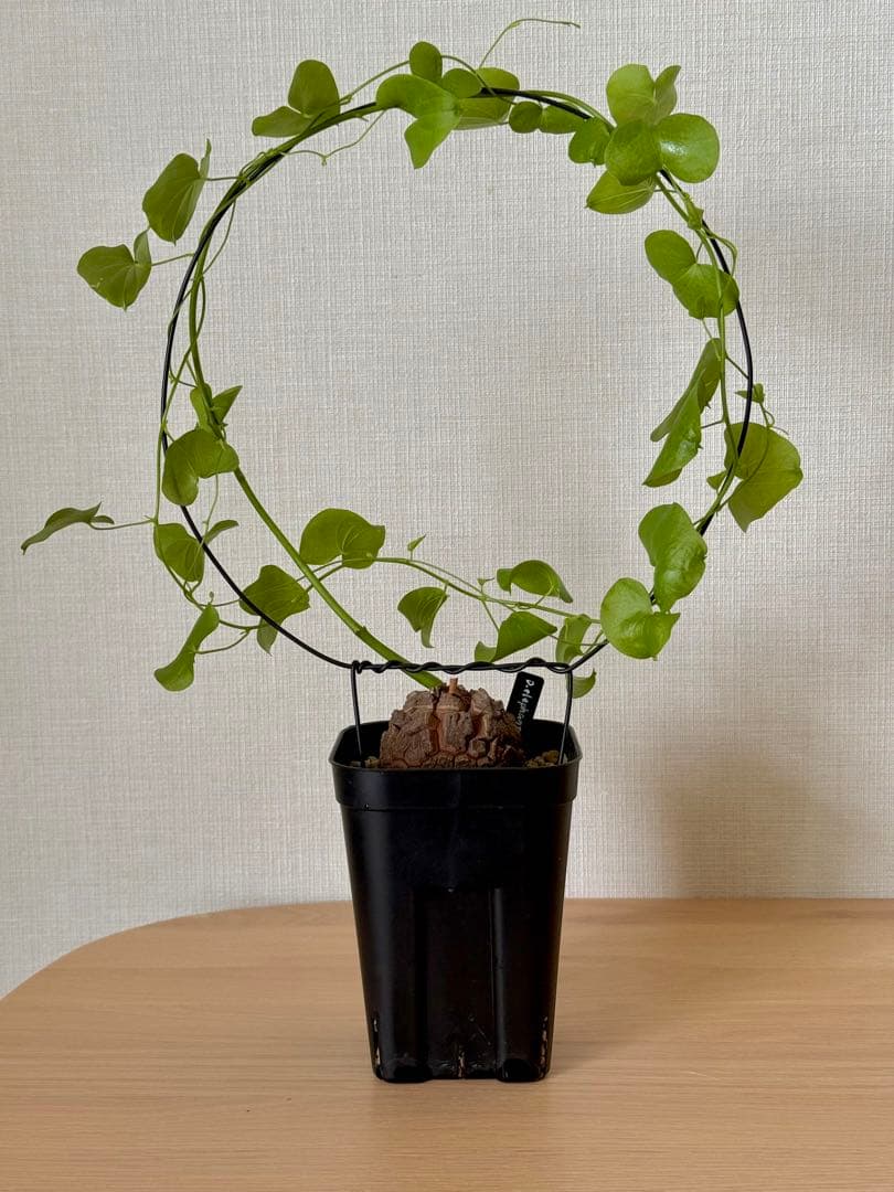 【もうええ拳さま専用】ディオスコレア　エレファンティペス