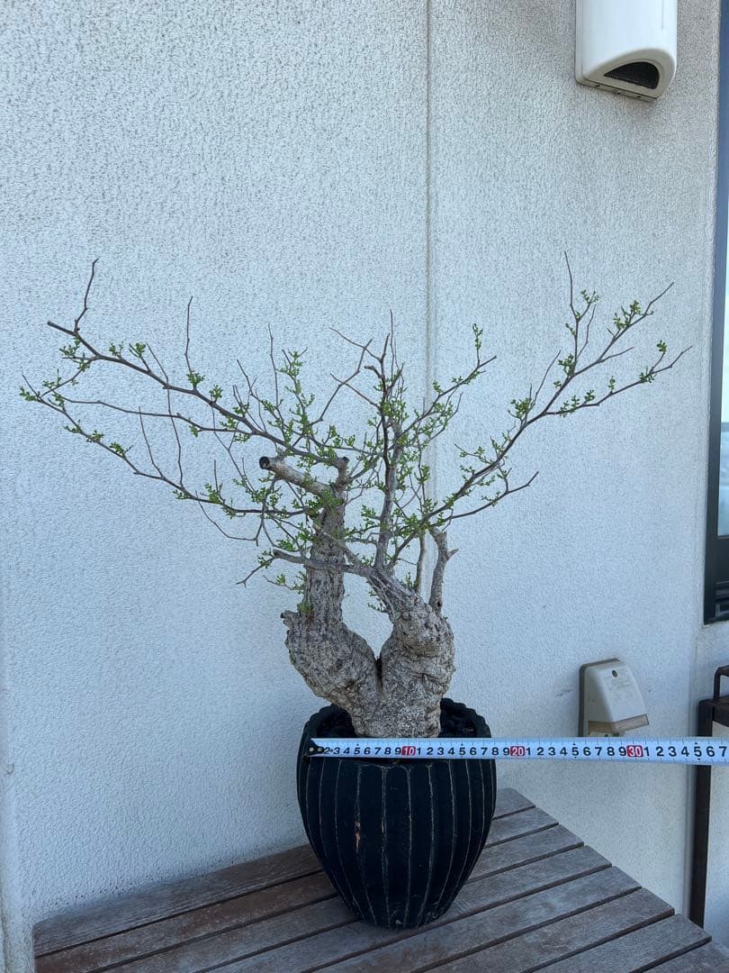 オペルクリカリアパキプス