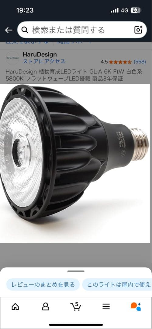 オペルクリカリアパキプス