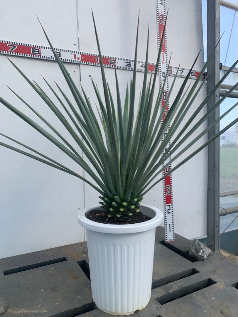 s*n様 ユッカ　リギダ　白鉢