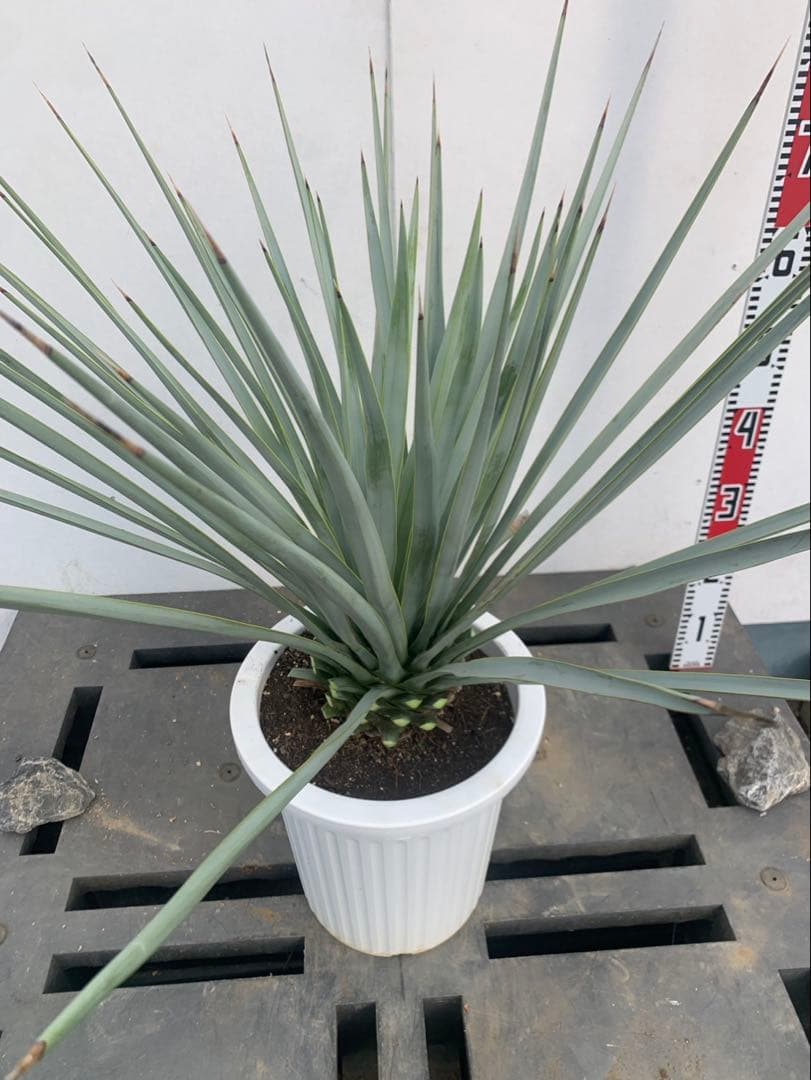 s*n様 ユッカ　リギダ　白鉢