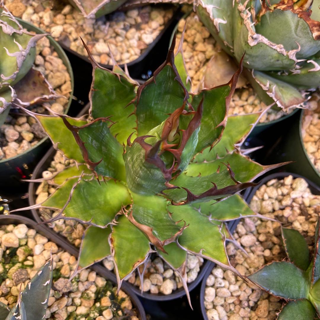 イランナーセリー選抜株 ドラゴンクロウ イラン直輸入株 アガベ チタノタ