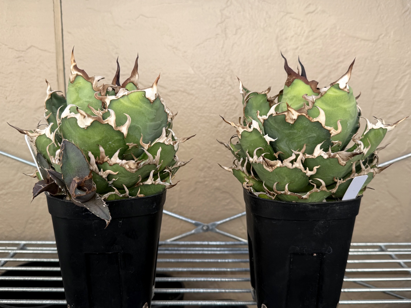 アガベ レッドキャットウィーズル / 厳ついノギのゴリ猫さん