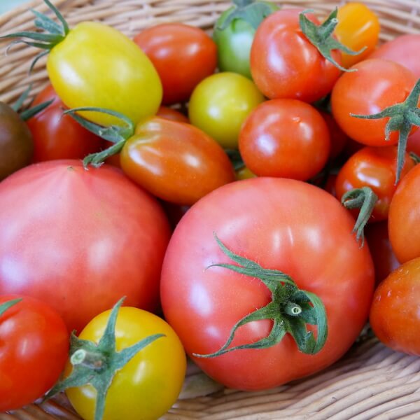 ミニトマトミックス1.6kgとMサイズトマト12個の詰め合わせ3.6kg 税込